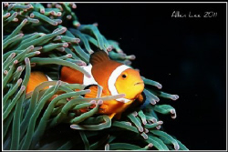 Clownfish.Nikon F100,60mm,f13,1/125,YS-120,RVP100. by Allen Lee 